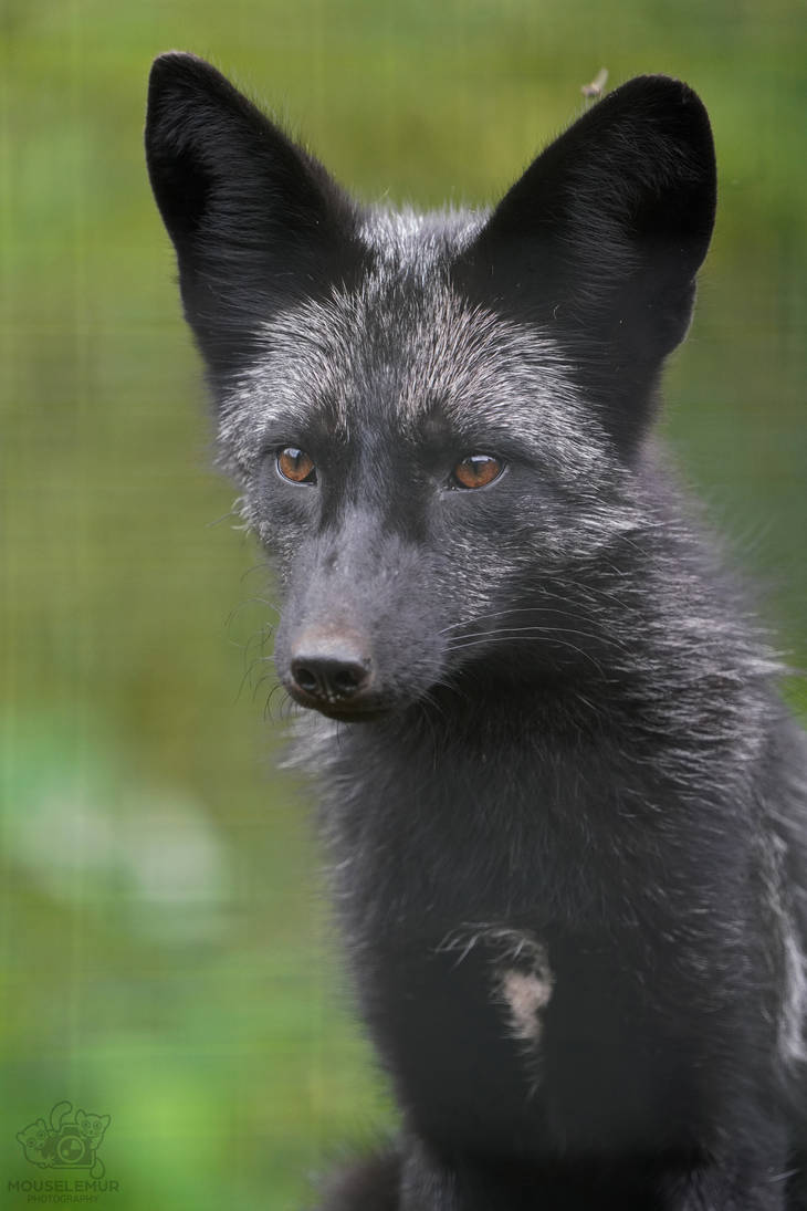 Silver Fox kit by Mouselemur on DeviantArt
