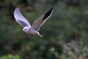 Black-Shouldered Kite