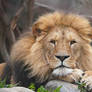 African Lion