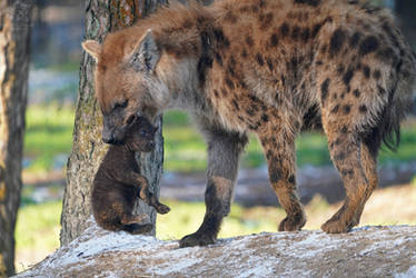 Spotted Hyena with pup