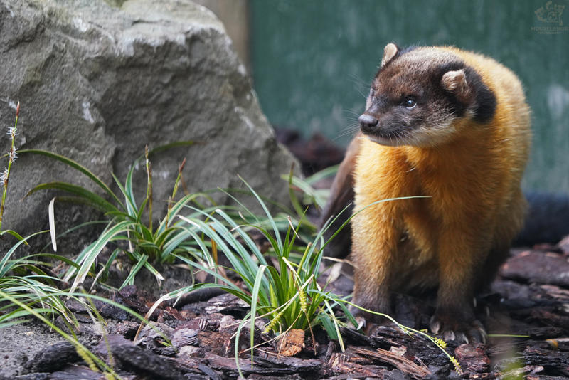 Yellow Throated Marten By Mouselemur On DeviantArt yellow-throated-marten-by-mouselemur-on-deviantart