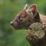 Fossa kit