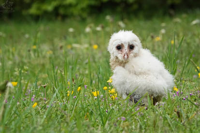 Who Are You Calling Bedraggled