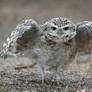 Burrowing Owl