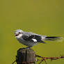 Great Grey Shrike chick