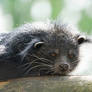 Palawan Binturong