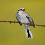 Great Grey Shrike chick