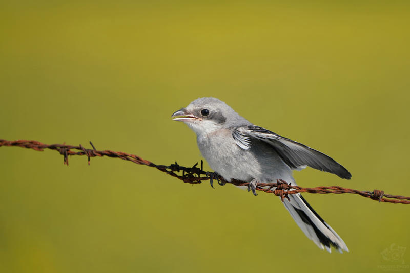 Great Grey Shrike chick