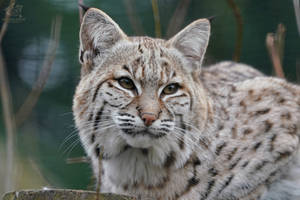 Bobcat juvenile