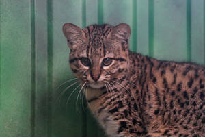 Geoffroy's Cat