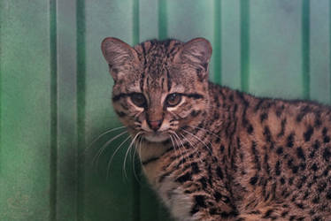 Geoffroy's Cat
