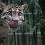 Clouded Leopard