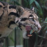 Clouded Leopard