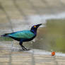 Purple Glossy Starling