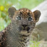 Sri Lankan Leopard cub
