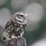 Little Owl