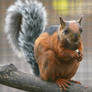 Red-Flanked Variegated Squirrel