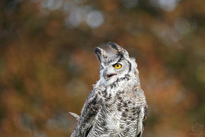 Subarctic Great-Horned Owl