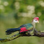 Red-Crested Turaco