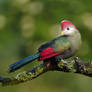 Red-Crested Turaco