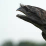 Tawny Frogmouth