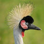 Grey Crowned Crane