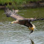 White-Tailed Eagle
