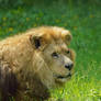 African Lion