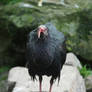 Northern Bald Ibis