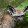 Bat-Eared Fox