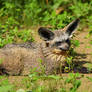Bat-Eared Fox