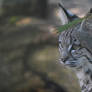 Bobcat kitten