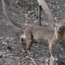 Fossa juvenile