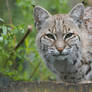 Bobcat juvenile