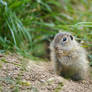 European Ground Squirrel