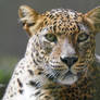 Sri Lankan Leopard