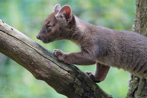 Fossa pup