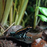 Golfodocean Poison Frog