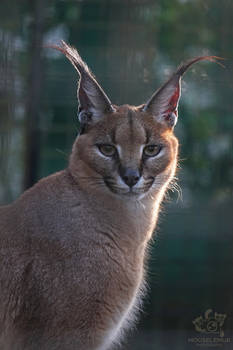 Caracal