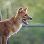 Dhole