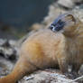 Siberian Weasel