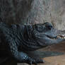 Smooth-Fronted Caiman