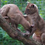 Fossa and kit
