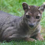 Fossa