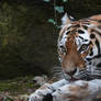 Siberian Tiger