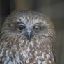 Northern Boobook Owl