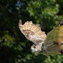 Western Siberian Eagle-Owl