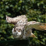 Western Siberian Eagle-Owl