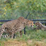 Cheetah and cub