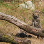 Cheetah cubs